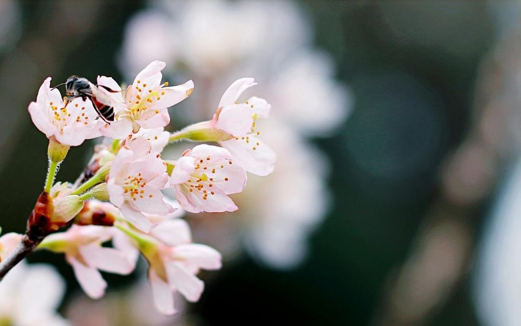 さくらコミュニケーション